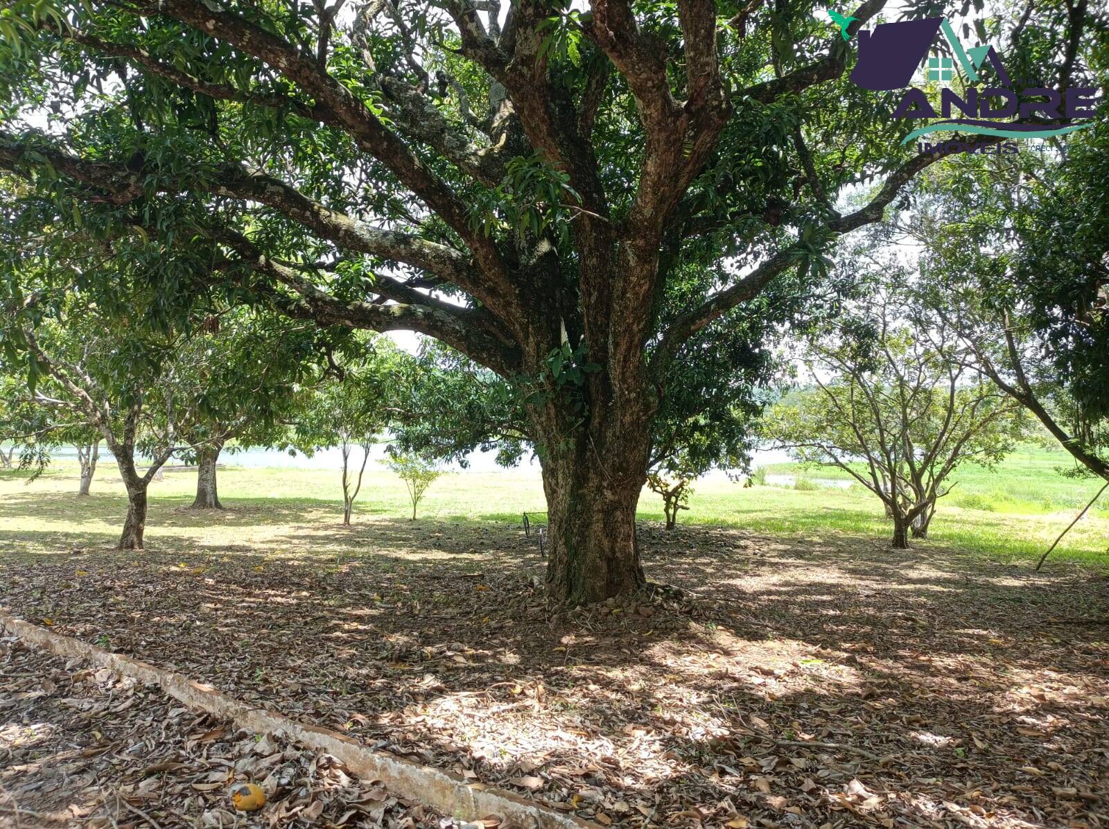 Fazenda à venda com 3 quartos, 14000m² - Foto 6