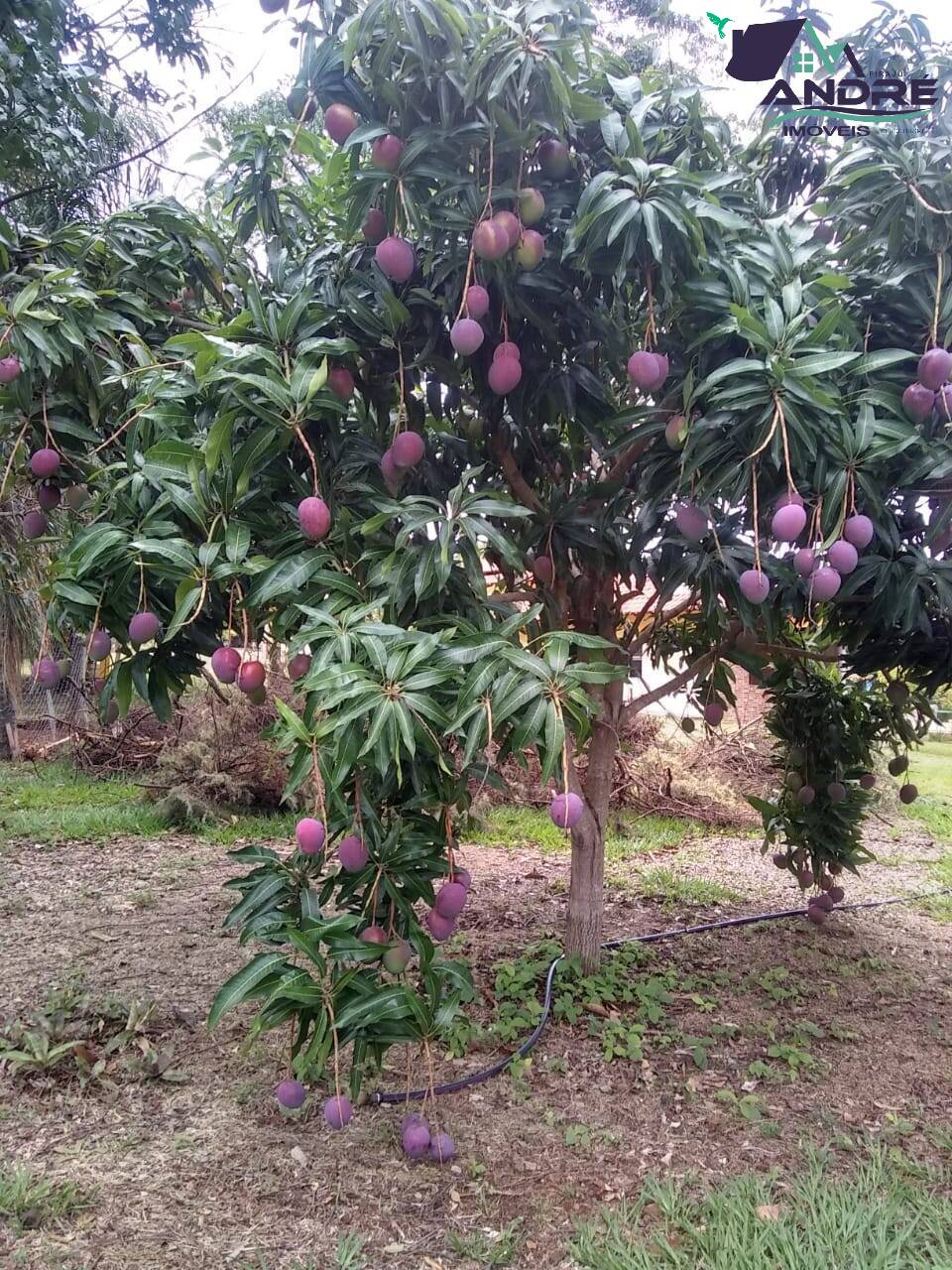 Fazenda à venda com 6 quartos, 3800m² - Foto 21